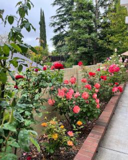 Rose Garden Home, Entire 4bdr 2bth House with Offices, Thousand Oaks - Thousand Oaks - 9