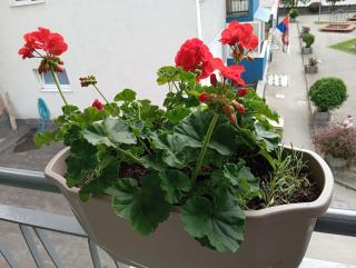 Apartman Radanović - Foča - 5