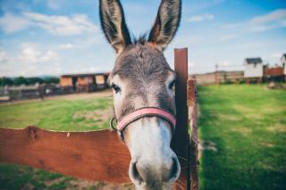 Agroturystyka Nad Łąkami - 9