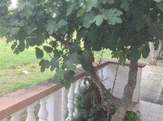 Apartments Rubbi - Vrsi - 6