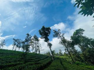 Best Mist - Idukki - 8