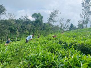 Best Mist - Idukki - 4
