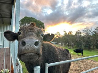 Tanjanerup Chalets “Winston” - Nannup - 8