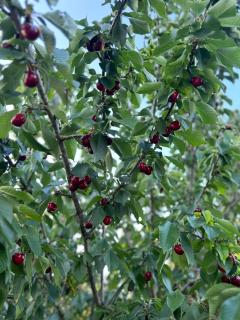 Mas provençal - Mézoargues - 6