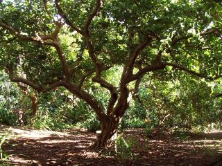Quinta das Buganvílias - 9