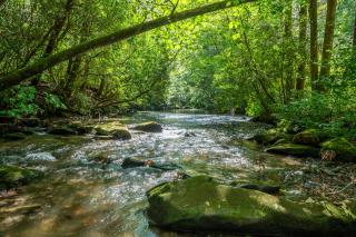 Melody Creek Cabin - Edge Of Cohutta National Forest, Hot Tub, Outdoor Fire Pit - Ellijay, GA - Cherry Log - 7