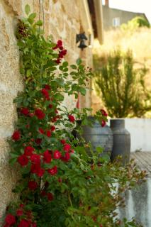 Quinta da Peça Douro Vinhateiro - Vila Real - 3