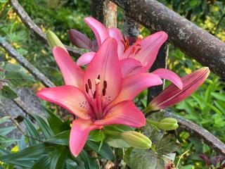 Семейная гостиница Гантиади - Batoemi - 7