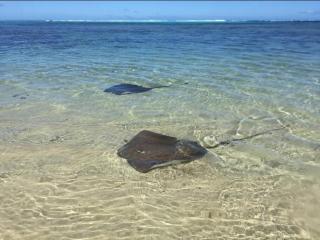 Enoha Lodge - Climatisation, Fibre, Accès Plage, Parking Privé - 5