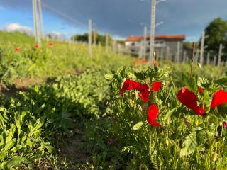 Cascina Mabette - Farigliano - 8