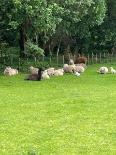 Highlander Farmstay - Cabins - 4