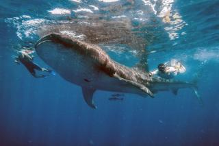 Casa Imox, Luxury Apartment - Isola Holbox - 5