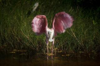 Sunrise Cristal Nest - Isola Holbox - 8