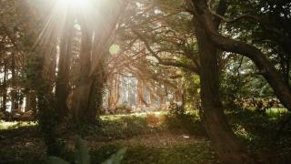 White Hill Cottage - Red Hill - 7