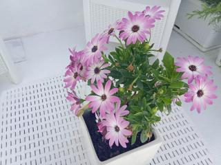 B&B Franciacorta White -  - 3