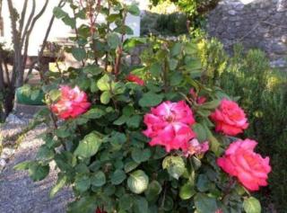 Ethno House Mira - Virpazar - 4