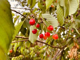 Casa Cerdeira Ribeira Sacra - 8