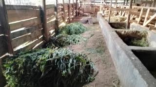 Ikuo Farm - Hoeys Bridge - 3