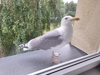 Ganyklos prie fontano - 0