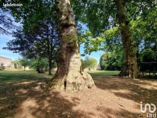 Les vieux platanes - Rouillac - 6