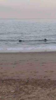 Bermuda Sands Hemsby Chalet - Hemsby - 1