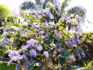 Sukjai Homestay - Chiang Mai - 9