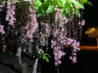 漫調子 Roaming Life B&B - 3