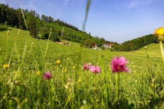 Wieserhof - Bernau am Chiemsee - 5