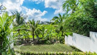 Padi Luwih - Ubud - 2