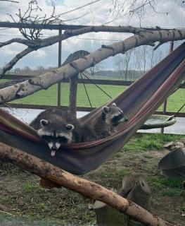Familienhof Funny - Galenbeck - 2