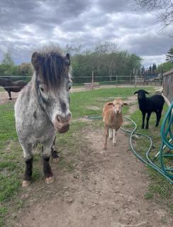 Familienhof Funny - Galenbeck - 1