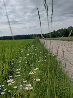 Zielone Zacisze - 1