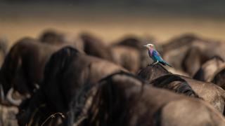 Royal Mara Safari Lodge - Aitong - 4