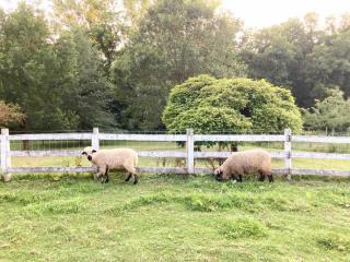 Carriage House Farm-stay near Rocky Fork Lake - Hillsboro - 6