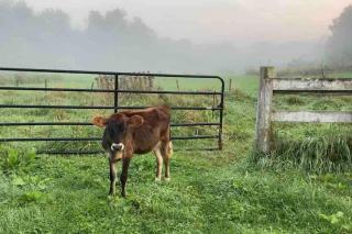 Carriage House Farm-stay near Rocky Fork Lake - Hillsboro - 8