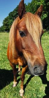 Lochview Retreat Caravan - Balminnoch - 3