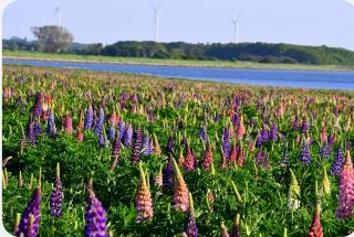 Langø Fjord Glamping NR 2 - 2