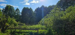 Camping - Wohnmobilstellplatz in der Mecklenburgischen Seenplatte Strom & Wasser vor Ort - Carpin - 7
