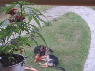 Rasta Room In The Magic Woodland - Envigado Medellin - Envigado - 1