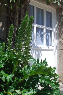 Cottage de charme & jardin fabuleux à 800m de la mer - Maison Melchior - Flamanville - 4