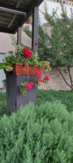 Guest House Palazzo - Byala - 5