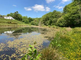 The Wrens Nest - Swansea - 0