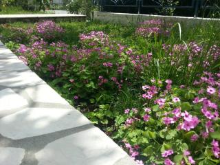 Sunny paradise, 50 m from beach - Podglavica - 8