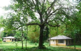 Debaraliyadda Estate - Pannala - 2
