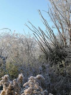 Yourte tatane - Gerpinnes - 6