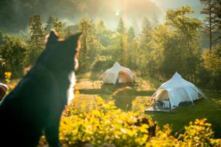 Glamping Gozdna Jasa - Bovec - 5