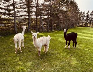 Island Life Cottages - 7