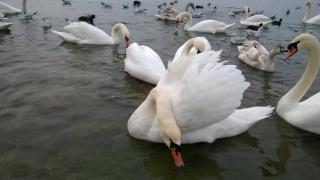 Vila Rin - Mangalia - 5