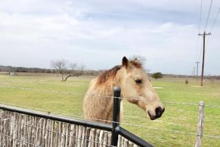 120 Acre Estate WaterTubing, Livestock,Event Space - Waxahachie - 4