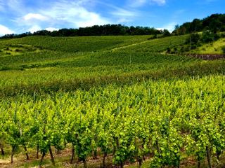 Klein & Fein für nach dem Wein bei Wein- & Sekthaus Dillé - Neumagen-Dhron - 5